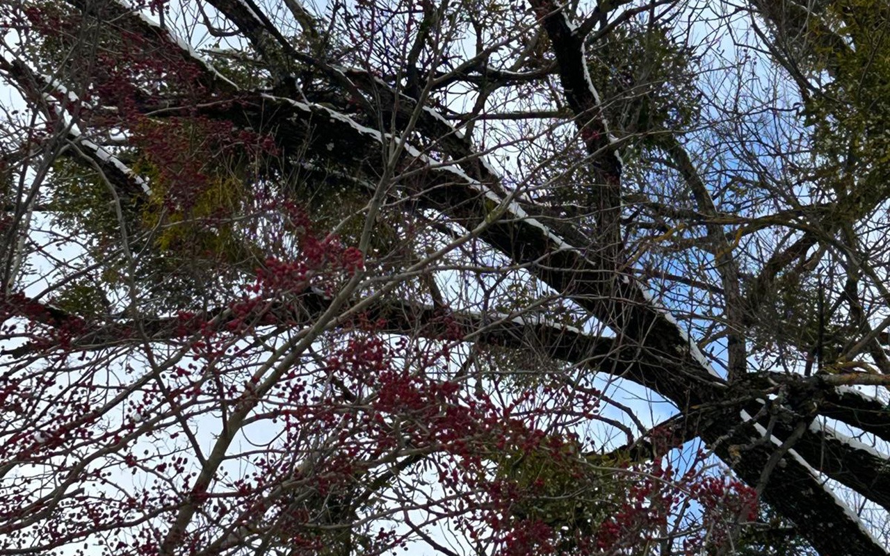 Biologische Krebstherapie