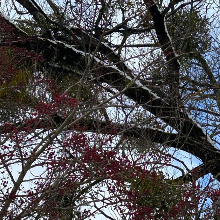 Biologische Krebstherapie